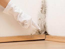 Why You Should Choose Our Mold Remediation Services in Lake Wynonah, PA